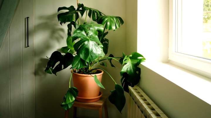 Hack Your Monstera Plant To Make Its Own Support System