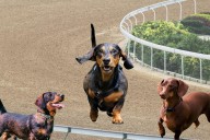 Find Out All About the Wiener Dog Races in Shreveport