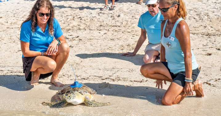 Green sea turtle rescued from fishing line and cancer returns to sea