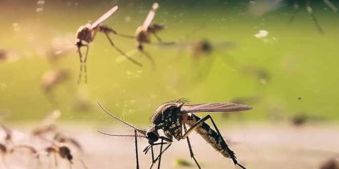 El dengue pega más en climas tropicales