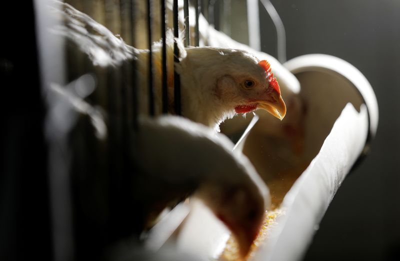 Brazil's chicken exports may fall 2% as bird flu embargoes curb trade, lobby group says