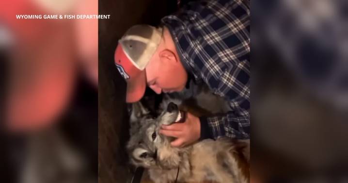 Wyoming man who posed with muzzled wolf in bar charged with animal cruelty