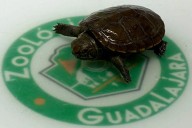 Casquito de Vallarta nace en Guadalajara; especie en peligro crítico de extinción