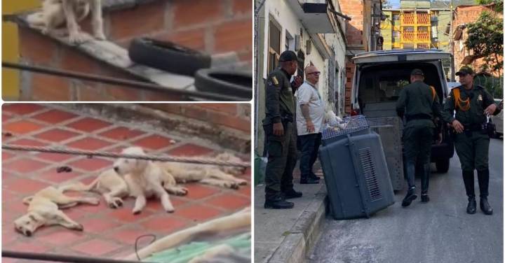 Autoridades rescataron a cinco perros en el nororiente de Medellín tras denuncias en redes sociales