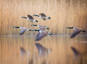Millions of Birds Are Migrating Across Wyoming This Season