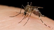 Local Man Blames His Narrow Mind on the Zika Virus