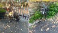 New Jersey Rescuers Left Heartbroken After Discovering A Note With Two Elderly Dogs At The Shelter Gate