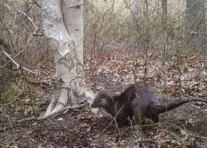 Chesapeake Bay otter waste offers insights into parasites, researchers say