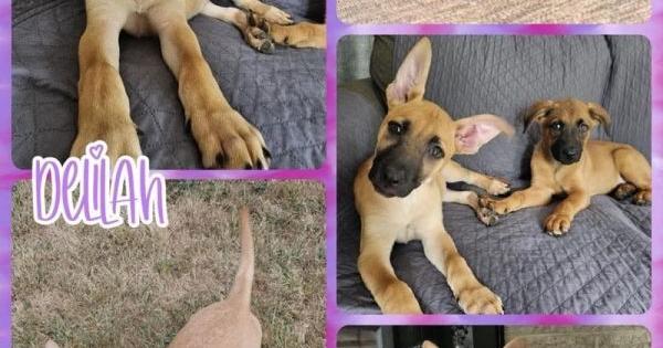 Delilah