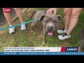 Clear the Shelters: Meet Ciao