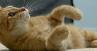 Cat survives 25 days trapped in moving container during 1,971