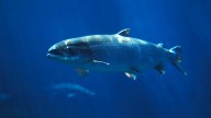 Wild salmon are the Zendayas of the fish world – what that tells us about conservation