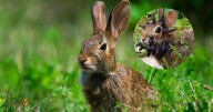 La verdad detrás de los conejos con ‘tentáculos’ que aparecieron en bosques de Colorado