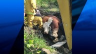 Dartmouth firefighters rescue cow stuck in the mud