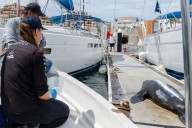 Lobo Marino es rescatado y liberado en Cabo San Lucas