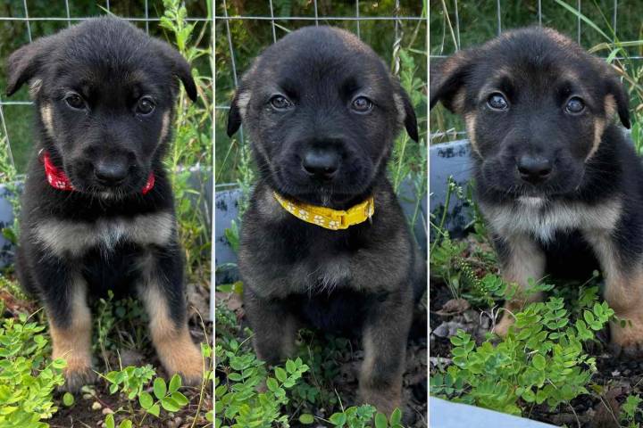 Rescue Names Dogs After Gen Alpha Slang Terms, Including Rizz and Skibidi: Photos
