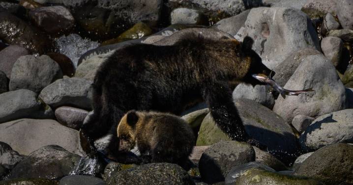 Hiker's body found after bear drags him from trail into forest in Japan, officials say