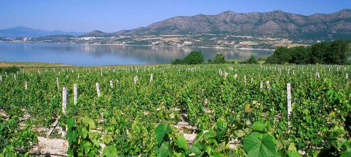 La nueva reputación de los vinos blancos de Grecia