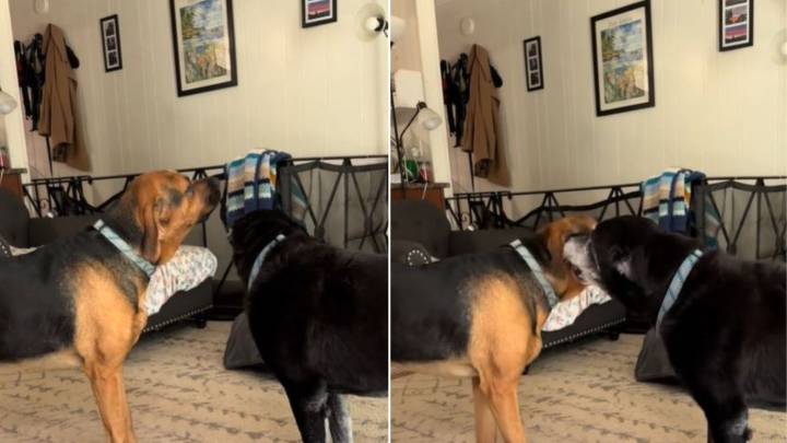 A Mischievous Bark In Michigan Reveals The Sweetest Bond Between A Puppy And His Deaf Sister