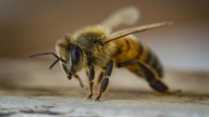 Un superalimento para que no desaparezcan las abejas