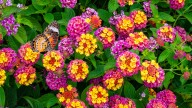 The 27 Best Flowers To Plant Alongside Your Lantanas
