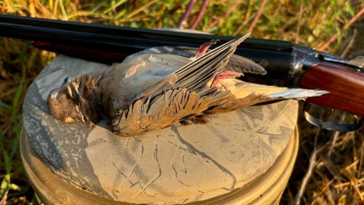 Mississippi hunting 2025: Here's what you can hunt in September