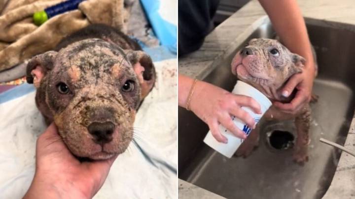 North Carolina Foster Gives Mangy Dog A Nice Bath, Her Reaction Is Heartwarming