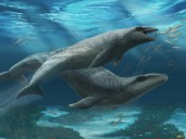 Increíble hallazgo de un antiguo depredador que habitó los mares hace 26 millones de años