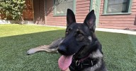 Backyard Rentals – For Dogs | Celebrating a Cat Named Room 8