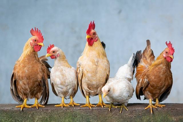 Gripe aviar en pollo argentino: impacto en Chile, contagios y cuáles son los síntomas en humanos