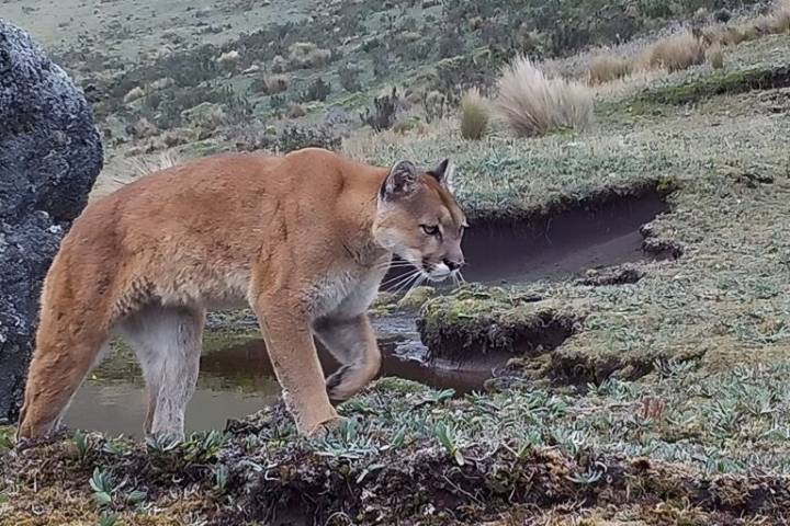 Restoration brings back fresh water, wildlife to degraded páramos in Ecuador
