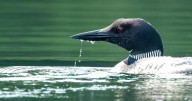 Looning on Moreau Lake, most striking of Adirondack lore