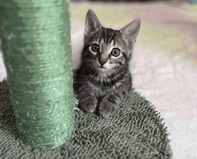 Pets of the Week for Aug. 19, 2025
