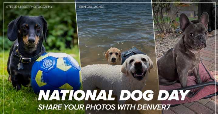 Give a round of a-paws for these photos from the Denver7 pup-arazzi, in honor of National Dog Day