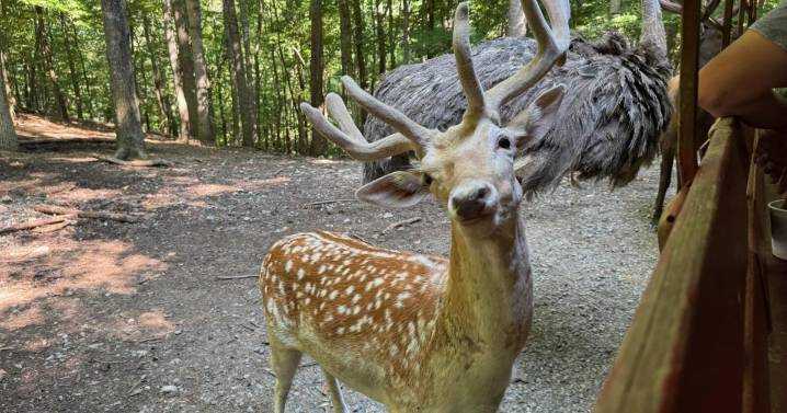 Safari? So good: A ride on the wild side at Briarwood