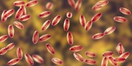 Mystery of World's First Known Pandemic Solved