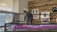 Boone County animal rescue educates public on care for exotic pets