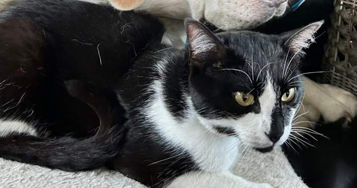 Cat goes missing aboard BC Ferries vessel sailing from Duke Point to Tsawwassen