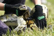 Robot rabbits the latest tool in Florida battle to control invasive Burmese pythons in Everglades