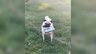 Michigan Pug Caught Carrying Something Dangerous And Causes Owner To Freak Out