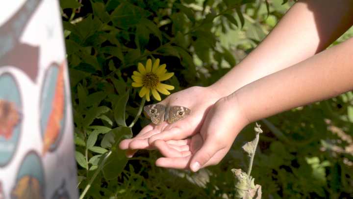 Lost River Cave hosts final butterfly release of the season