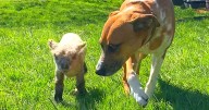 Dog Finds Tiniest Abandoned Lamb And Decides She's Her Baby