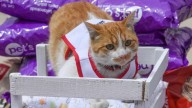 Policías capitalinos resguardan a 65 gatitos en mal estado