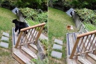 Pomeranian Chases Bear Out of House in Viral TikTok (Exclusive)