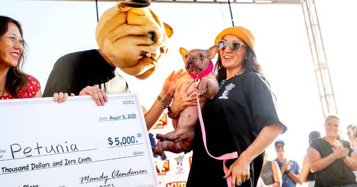 Petunia nabs the title in the "World's Ugliest Dog Contest." See photos of her fierce competitors