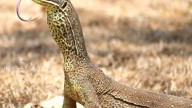 Lizards' corkscrew burrows show impressive engineering skills