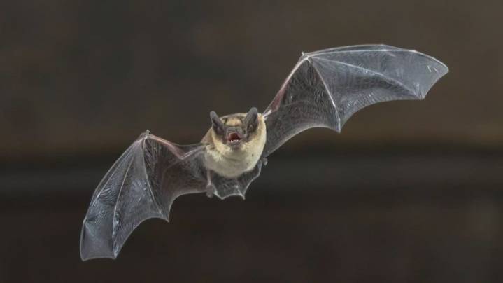 Plano, Texas bat tests positive for rabies