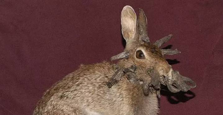 Virus Makes Wild Colorado Rabbits Grow Horns, Tentacles