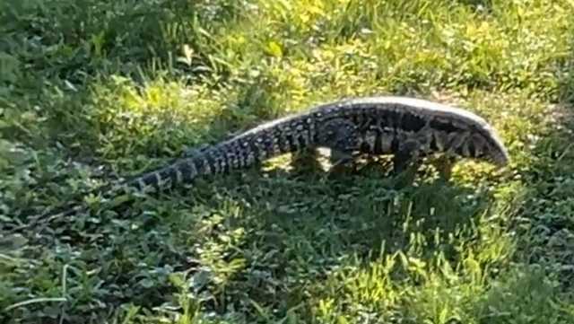 Another exotic lizard on loose in New England