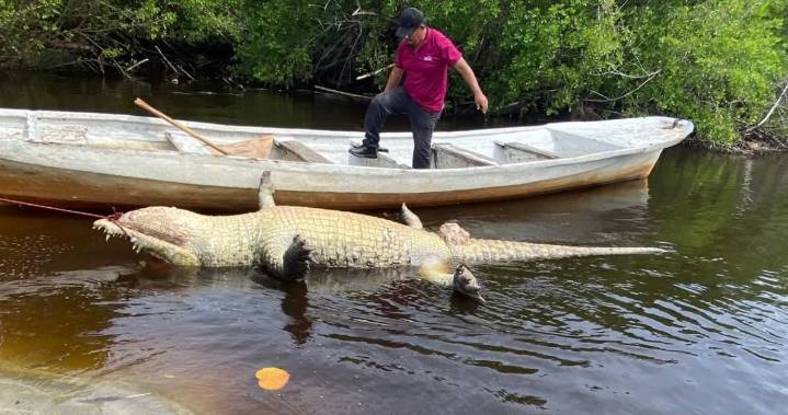 Muerte de “Lucho”, cocodrilo icónico, cuestiona la endeble protección de la Profepa a la fauna silvestre de #Oaxaca